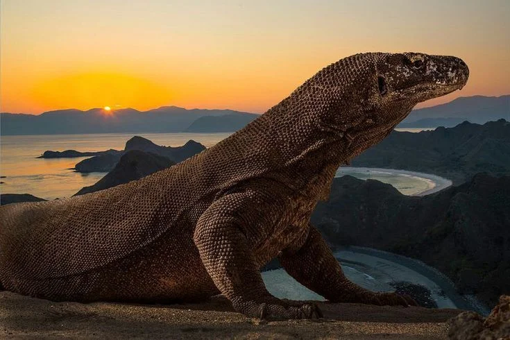 Komodo and Sunset