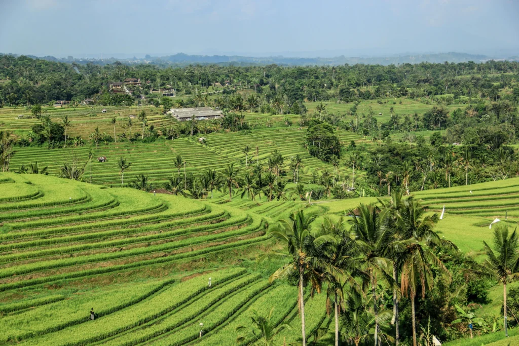 Rice Fields of Tete Batu